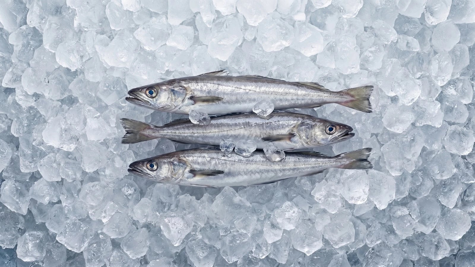 Small Hake
