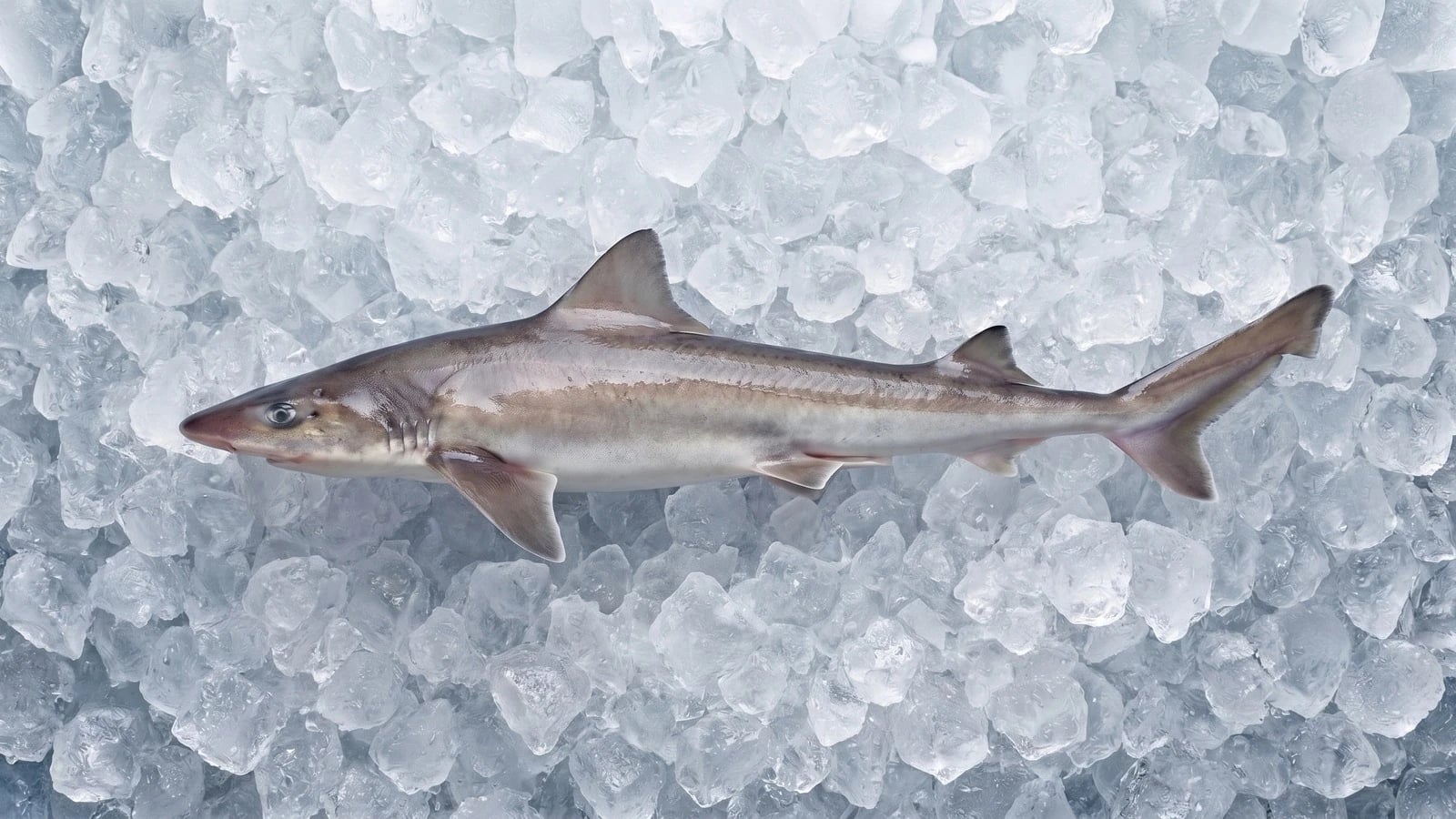 Smooth-hound