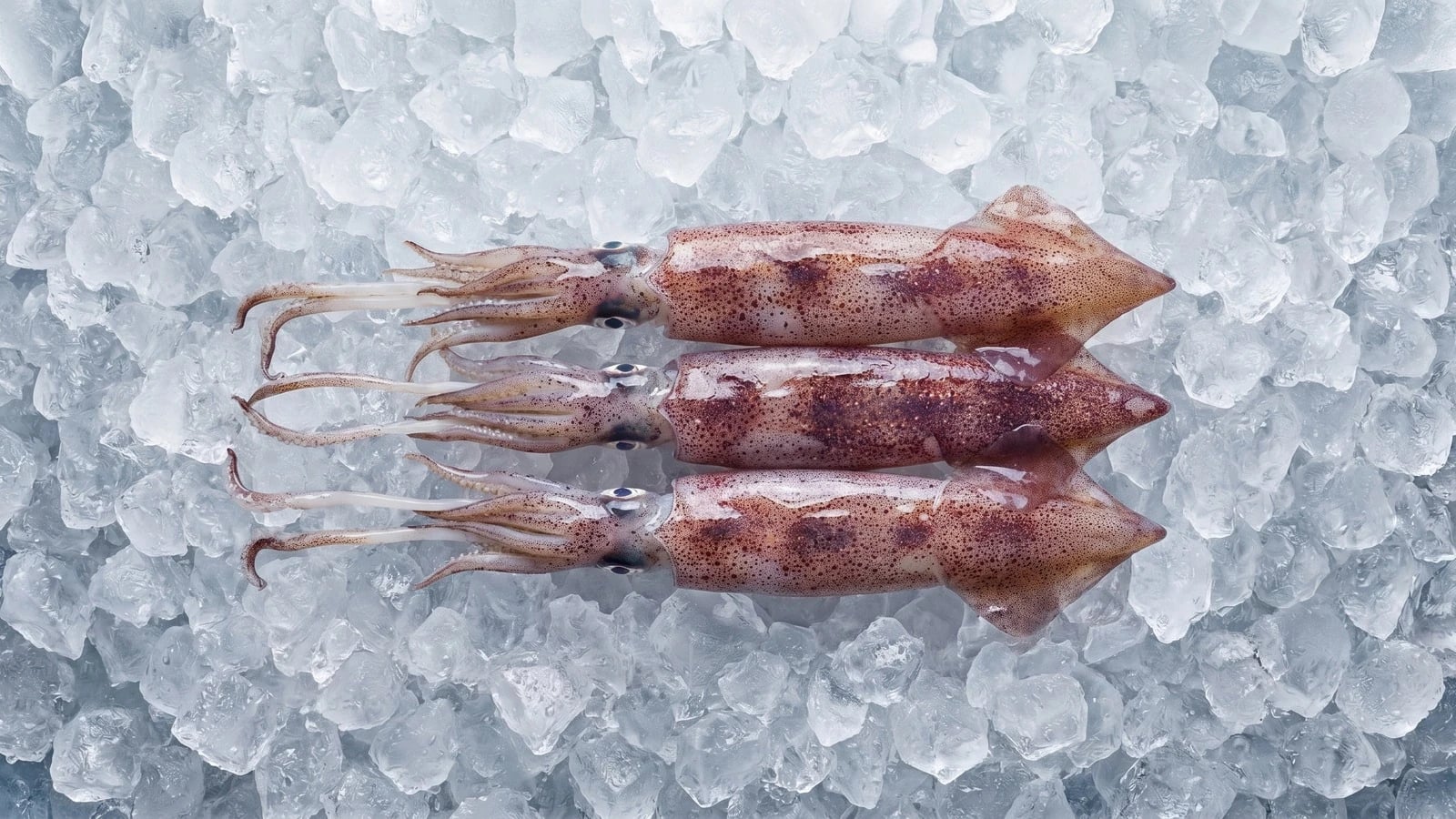 Flying Squid