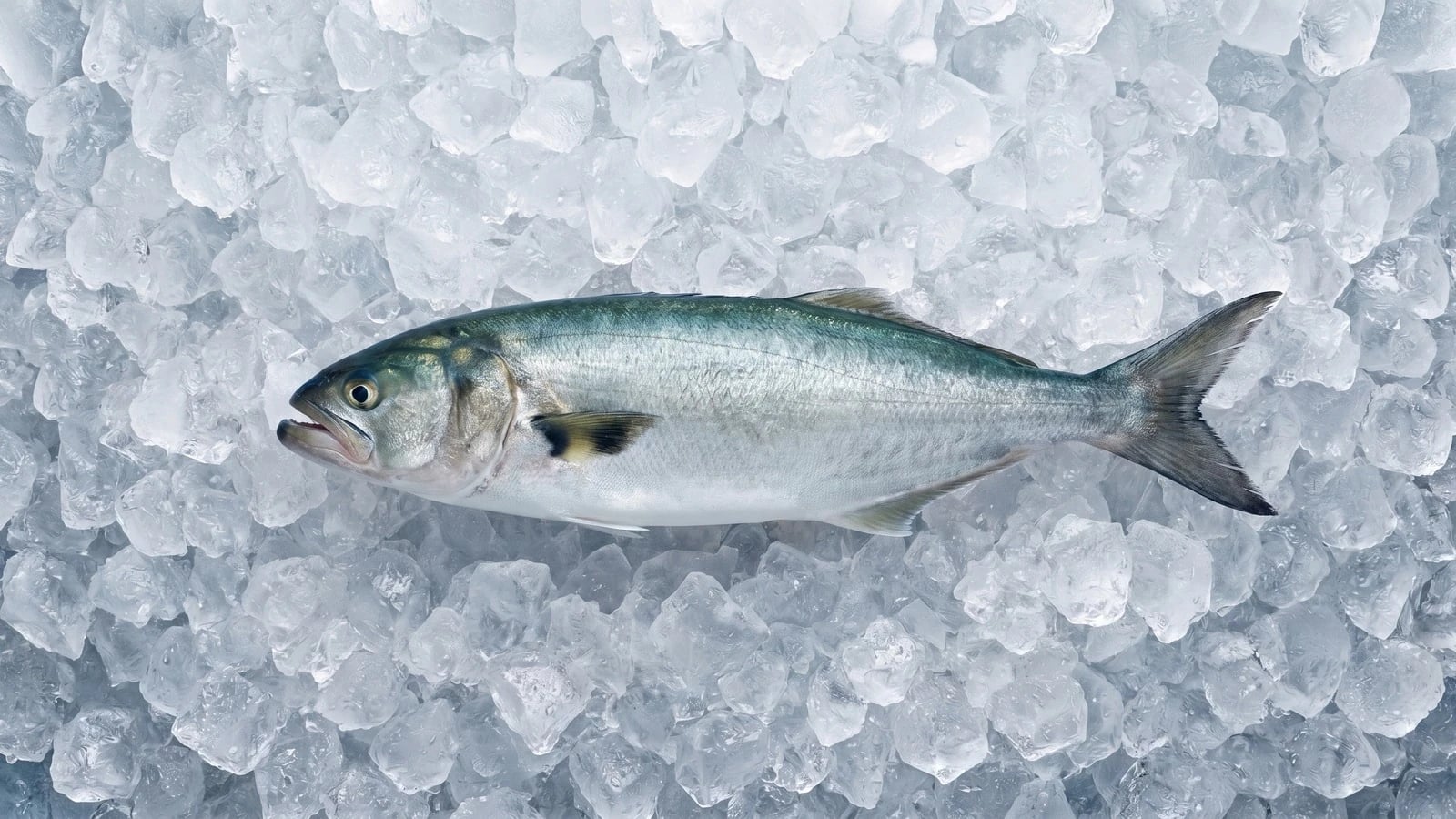 Bluefish