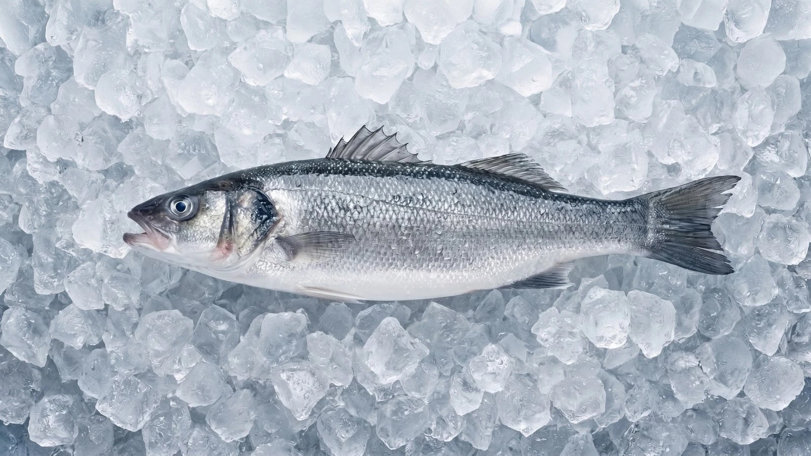 Wild Sea Bass